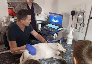 Weterynarz wykonuje badanie USG