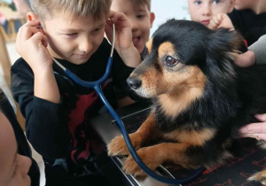 Chłopiec osłuchuje psa przy pomocy stetoskop
