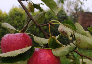 Zdjęcie jabłek z których przgotowano sok