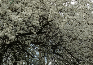 Kwitnące na biało drzewa