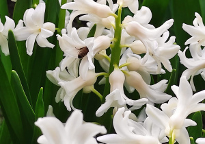 Kwitnące białe hiacynty
