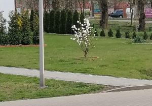Kwitnące drzewko w parku