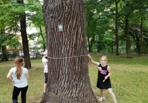 Dziewczynki mierzą drzewo sznurkiem