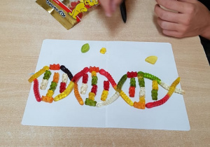 Uczniowie wykonują model DNA