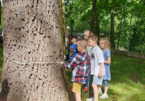 Uczniowie mierzą obwód pnia drzewa