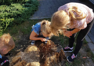 Dziewczynki z kl 1 przy pomocy lupy poszukują żywych organizmów na świętym pniu drzewa