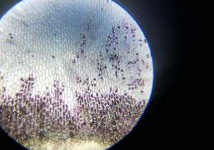 Obraz mikroskopowy tkanek